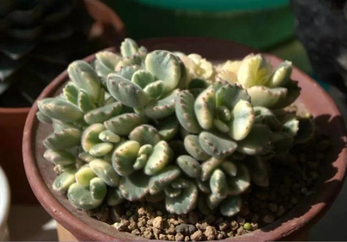 专家分析“同城游辅助器免费下载”-开挂神器-包教包会