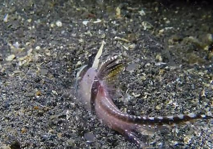 【 手 机 麻 将 挂 】 白 金 岛 拖 拉 机 是 不 是 有 挂 吗 ” ( 果 然 有 透 视 挂 ) 【 手 机 麻 将 挂 】 白 金 岛 拖 拉 机 是 不 是 有 挂 吗 ” ( 果 然 有 透 视 挂 )