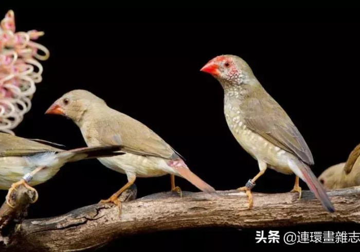 3分钟学会“雀星哪里有挂买(辅助外挂+教程)