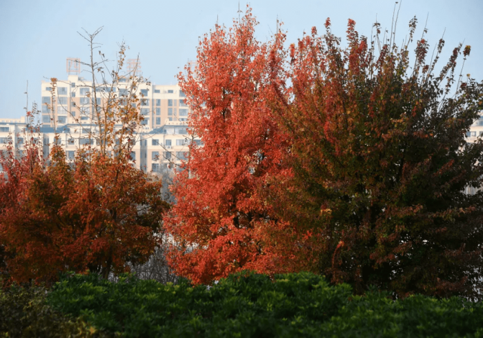 【 第 一 消 息 】 “ 河 南 四 方 麻 将 怎 么 开 挂 是 真 的 吗 ? ” 作 弊 挂 ( 辅 助 外 挂 + 【 第 一 消 息 】 “ 河 南 四 方 麻 将 怎 么 开 挂 是 真 的 吗 ? ” 作 弊 挂 ( 辅 助 外 挂 +