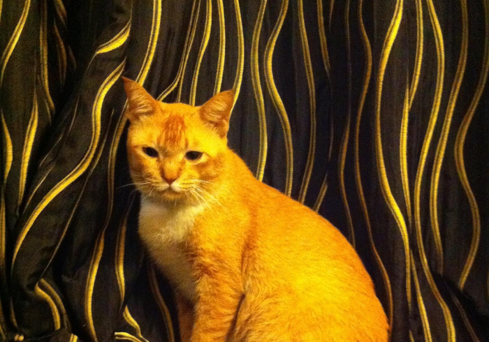 大神揭秘“闲游龙岩麻将究竟有没有挂(透视)太坑人了，曝光透视猫腻